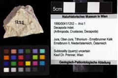 Foto (Objket + Etiketten) von Decapoda indet. 